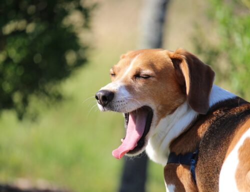 La versione migliore di me??? Anche no!